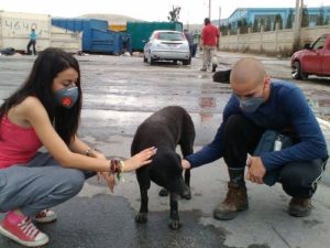 Greek Animal Rescue