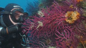 Le corail rouge de la réserve de Cerbère-Banyuls